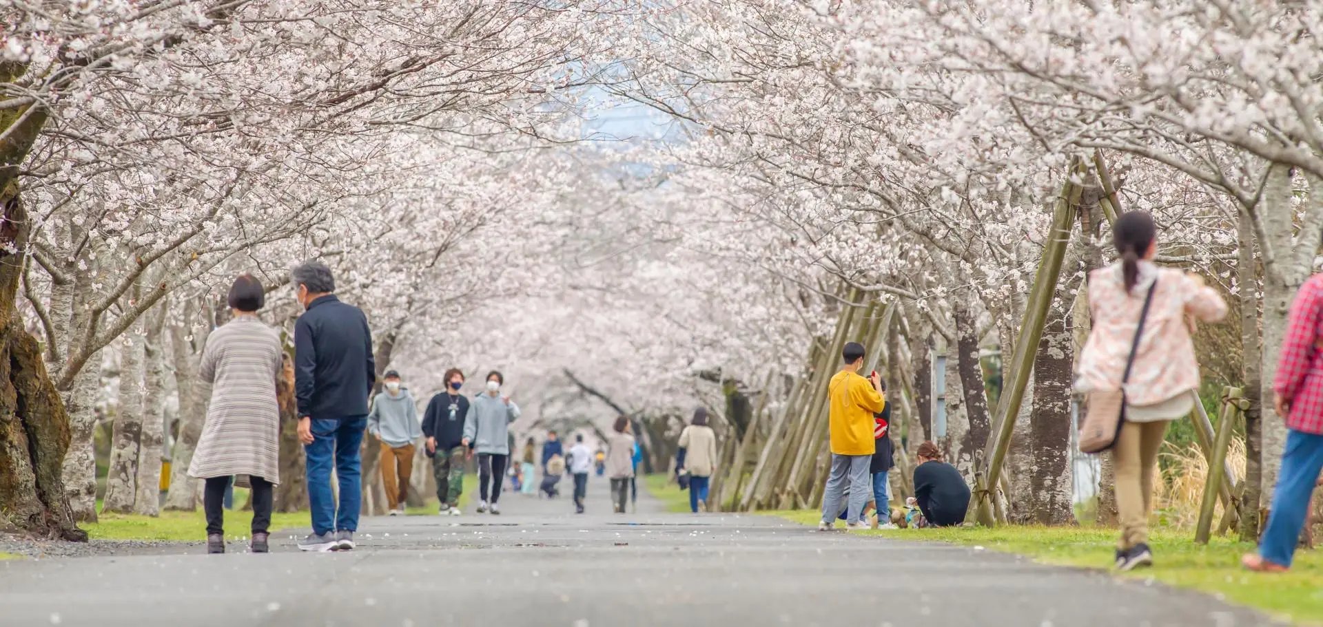 🌸 모치오 공원 (母智丘公園) 이미지 6
